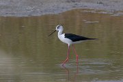 DPPhotography - Lesvos - Black-winged stilt - D