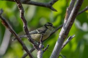 DPPhotography - Lesvos - Blue tit - A