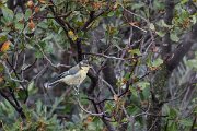 DPPhotography - Lesvos - Blue tit - C