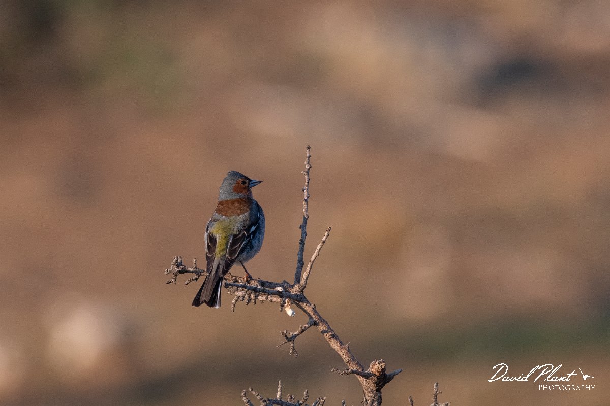 DPPhotography - Lesvos - Chaffinch - B.jpg - Chaffinch - Perasma reservoir, Lesvos