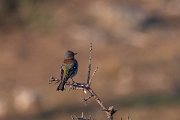 DPPhotography - Lesvos - Chaffinch - B