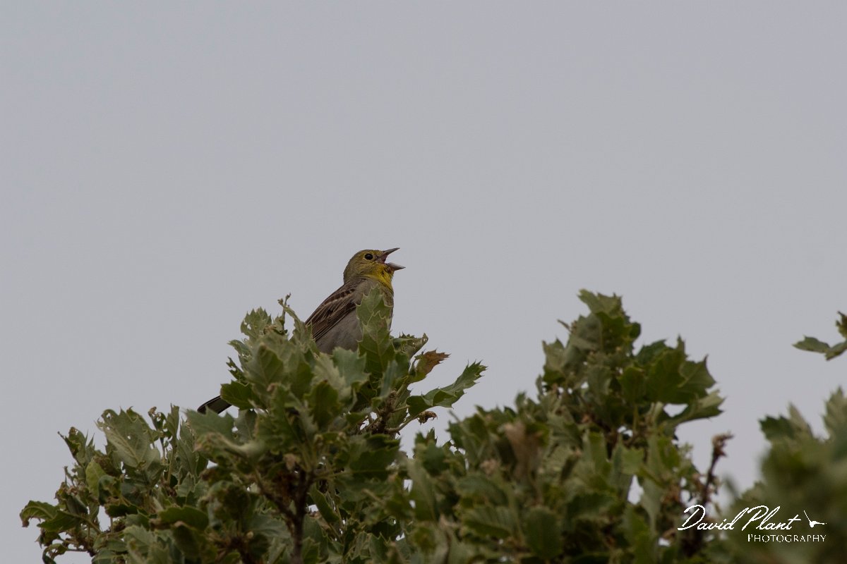 DPPhotography - Lesvos - Cinereous bunting - A.jpg - Cinereous bunting - Ipsilou Monastery, Lesvos