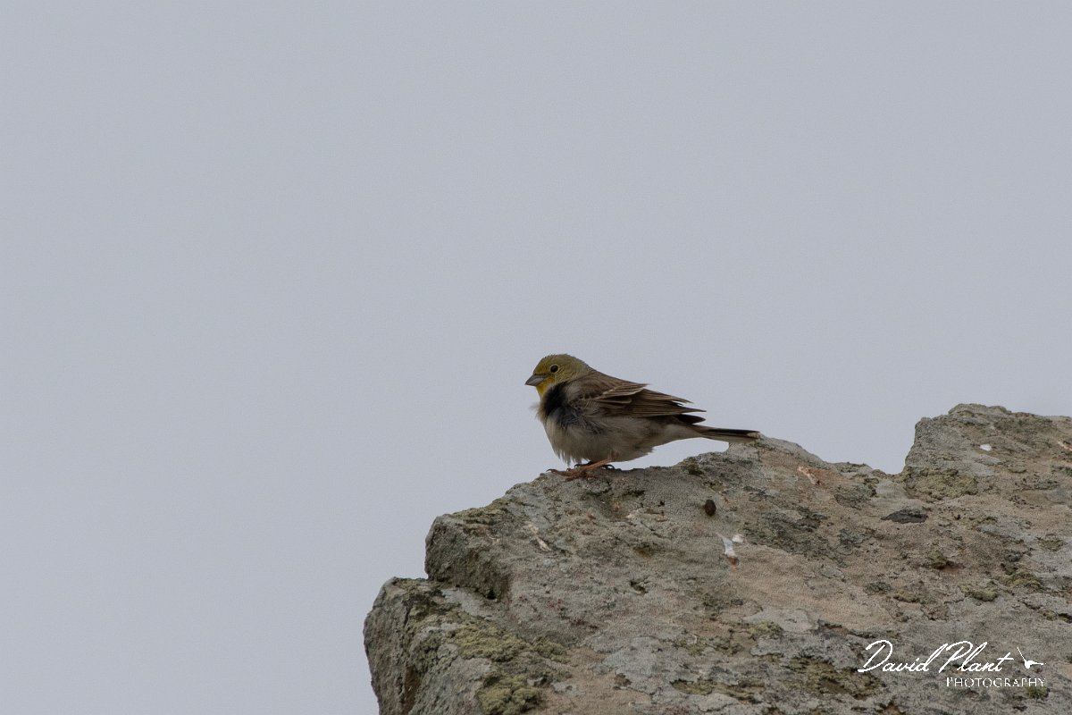 DPPhotography - Lesvos - Cinereous bunting - C.jpg - Cinereous bunting - Ipsilou Monastery, Lesvos