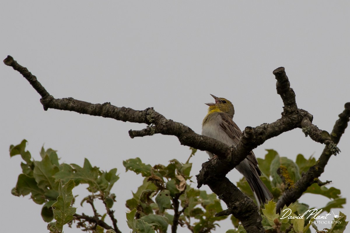 DPPhotography - Lesvos - Cinereous bunting - D.jpg - Cinereous bunting - Ipsilou Monastery, Lesvos