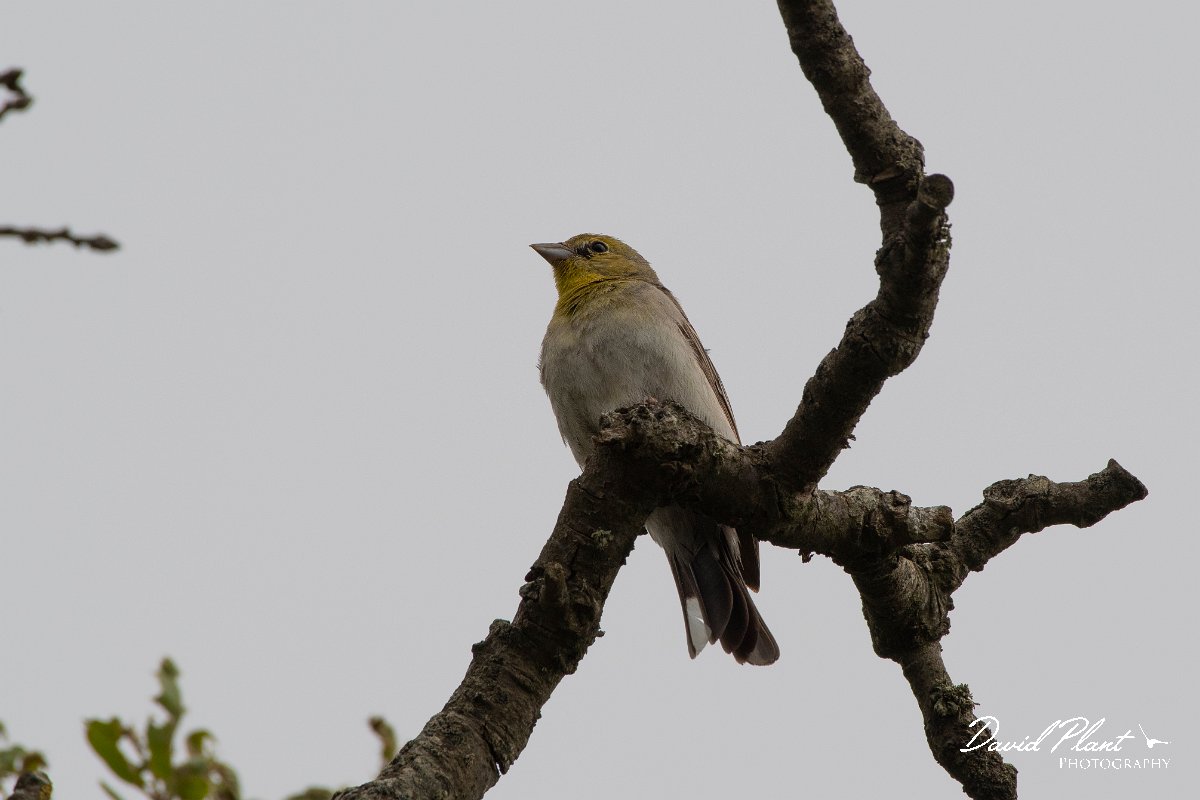 DPPhotography - Lesvos - Cinereous bunting - E.jpg - Cinereous bunting - Ipsilou Monastery, Lesvos
