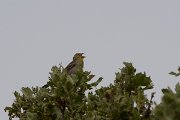 DPPhotography - Lesvos - Cinereous bunting - A