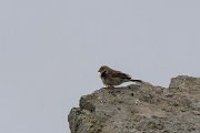 DPPhotography - Lesvos - Cinereous bunting - C