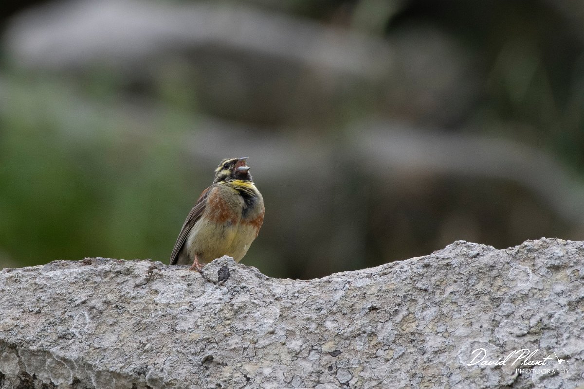 DPPhotography - Lesvos - Cirl bunting - A.jpg - Cirl bunting - Ipsilou Monastery, Lesvos