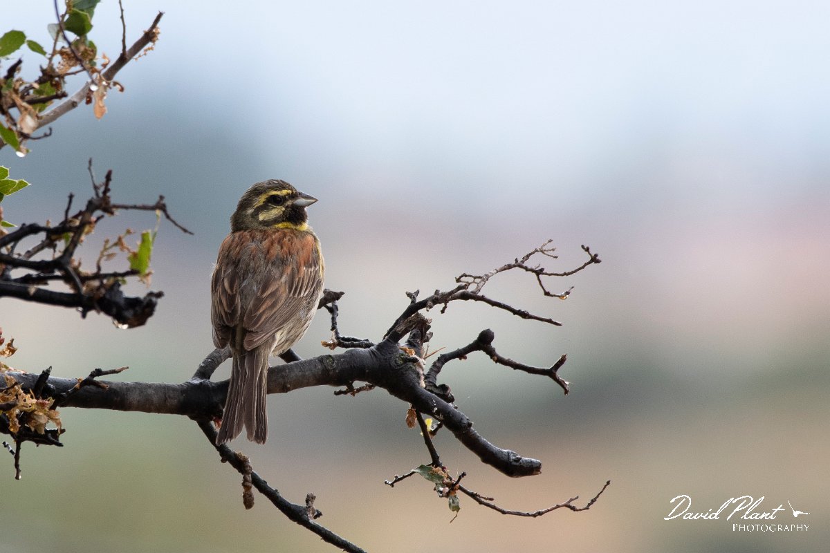 DPPhotography - Lesvos - Cirl bunting - D.jpg - Cirl bunting - Madaros, Lesvos