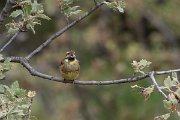 DPPhotography - Lesvos - Cirl bunting - C