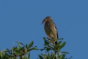 DPPhotography - Lesvos - Cirl bunting - F