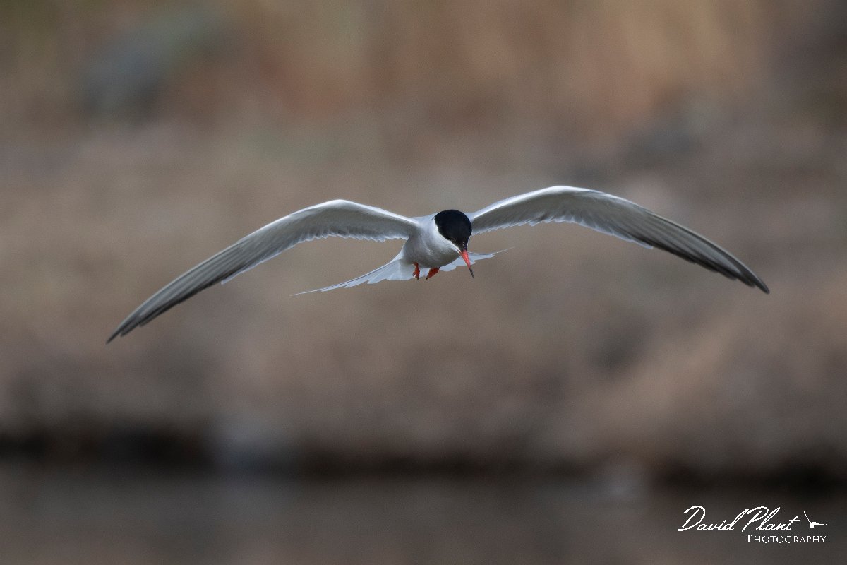 DPPhotography - Lesvos - Common tern - B.jpg - Common tern - Kalloni saltpans, Lesvos
