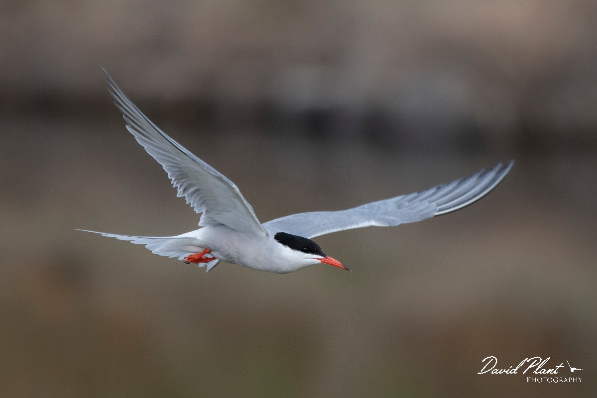 DPPhotography - Lesvos - Common tern - C.jpg - Common tern - Kalloni saltpans, Lesvos