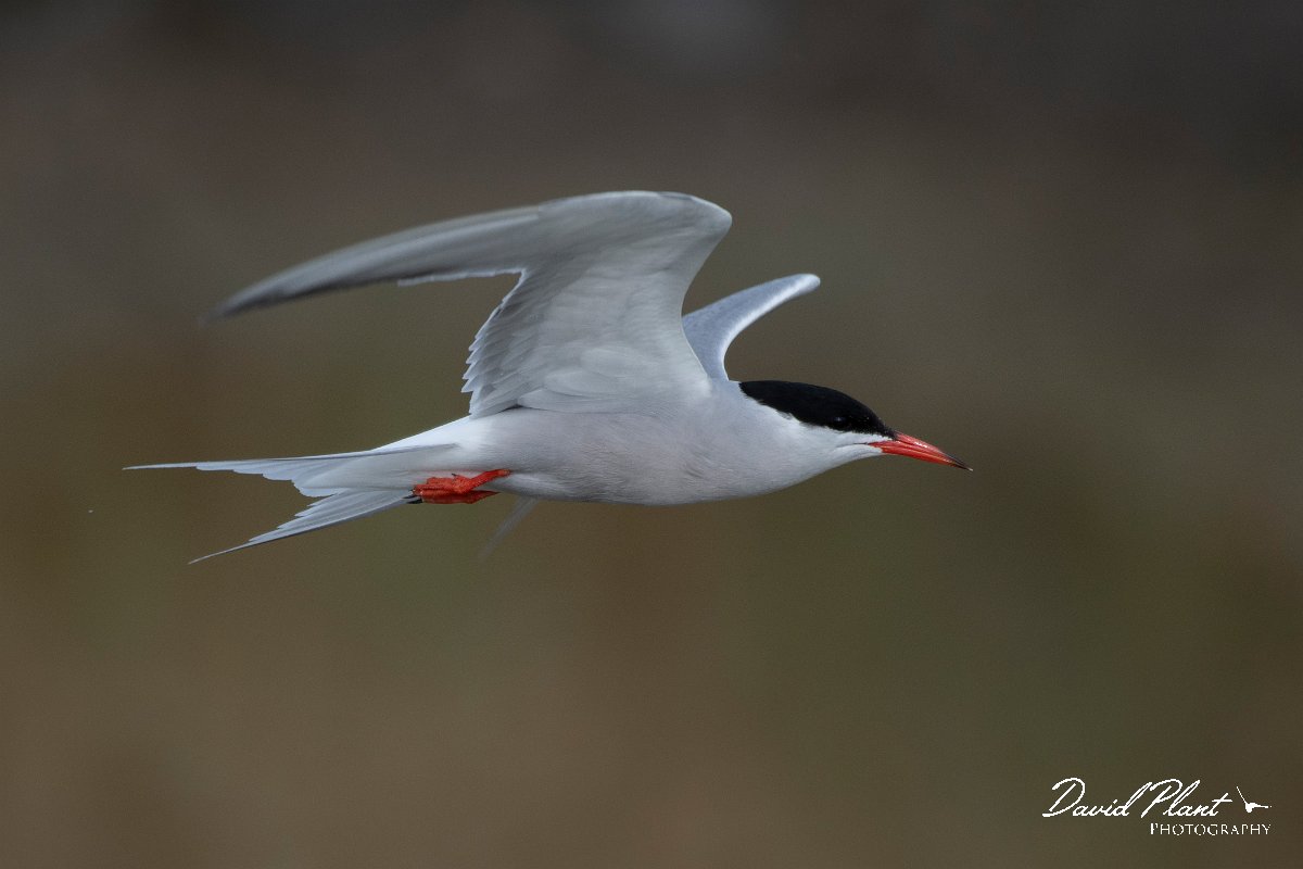 DPPhotography - Lesvos - Common tern - D.jpg - Common tern - Kalloni saltpans, Lesvos
