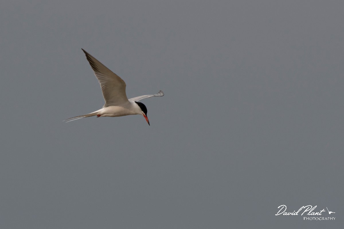 DPPhotography - Lesvos - Common tern - E.jpg - Common tern - Kalloni saltpans, Lesvos