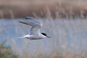 DPPhotography - Lesvos - Common tern - A
