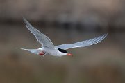 DPPhotography - Lesvos - Common tern - C