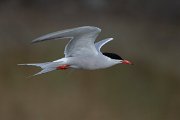 DPPhotography - Lesvos - Common tern - D