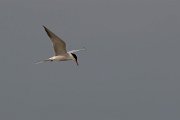 DPPhotography - Lesvos - Common tern - E