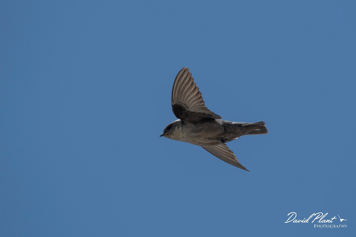 DPPhotography - Lesvos - Crag martin - A.jpg - Crag martin - Mount Olympos, Lesvos