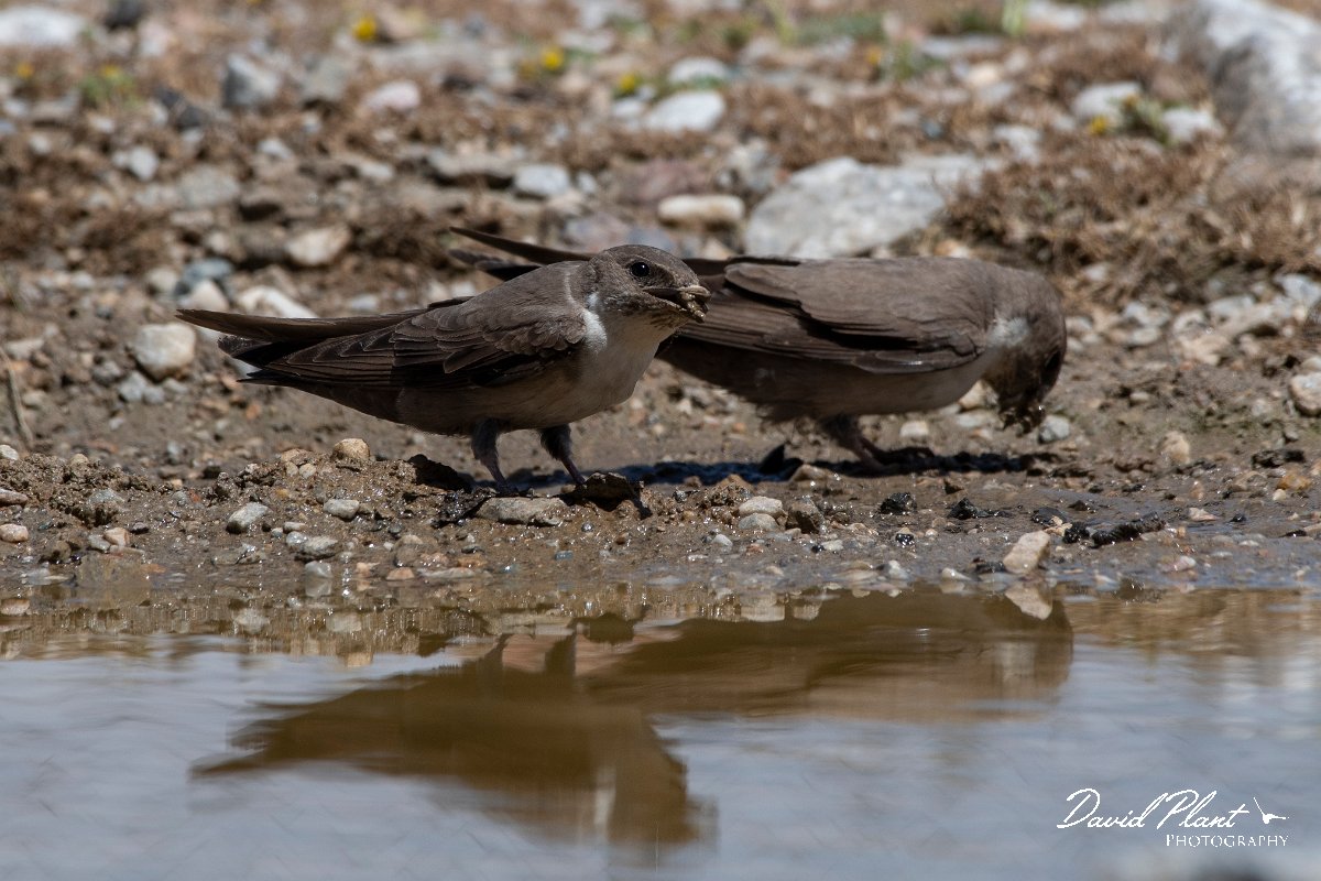 DPPhotography - Lesvos - Crag martin - F.jpg - Crag martin - Mount Olympos, Lesvos