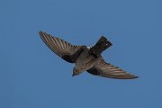 DPPhotography - Lesvos - Crag martin - B