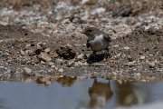 DPPhotography - Lesvos - Crag martin - C