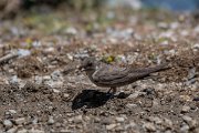 DPPhotography - Lesvos - Crag martin - D