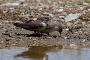 DPPhotography - Lesvos - Crag martin - E