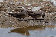 DPPhotography - Lesvos - Crag martin - F