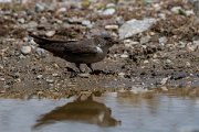 DPPhotography - Lesvos - Crag martin - G