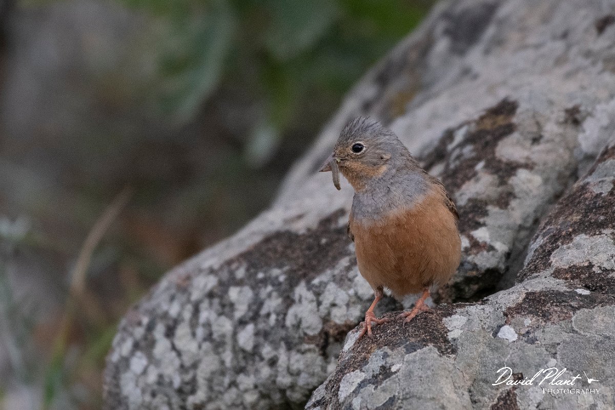 DPPhotography - Lesvos - Cretzchmar's bunting - A.jpg - Cretzchmar's bunting - Ipsilou Monastery, Lesvos