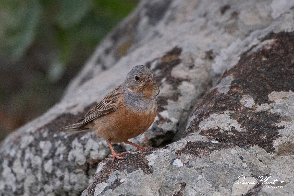 DPPhotography - Lesvos - Cretzchmar's bunting - B.jpg - Cretzchmar's bunting - Ipsilou Monastery, Lesvos