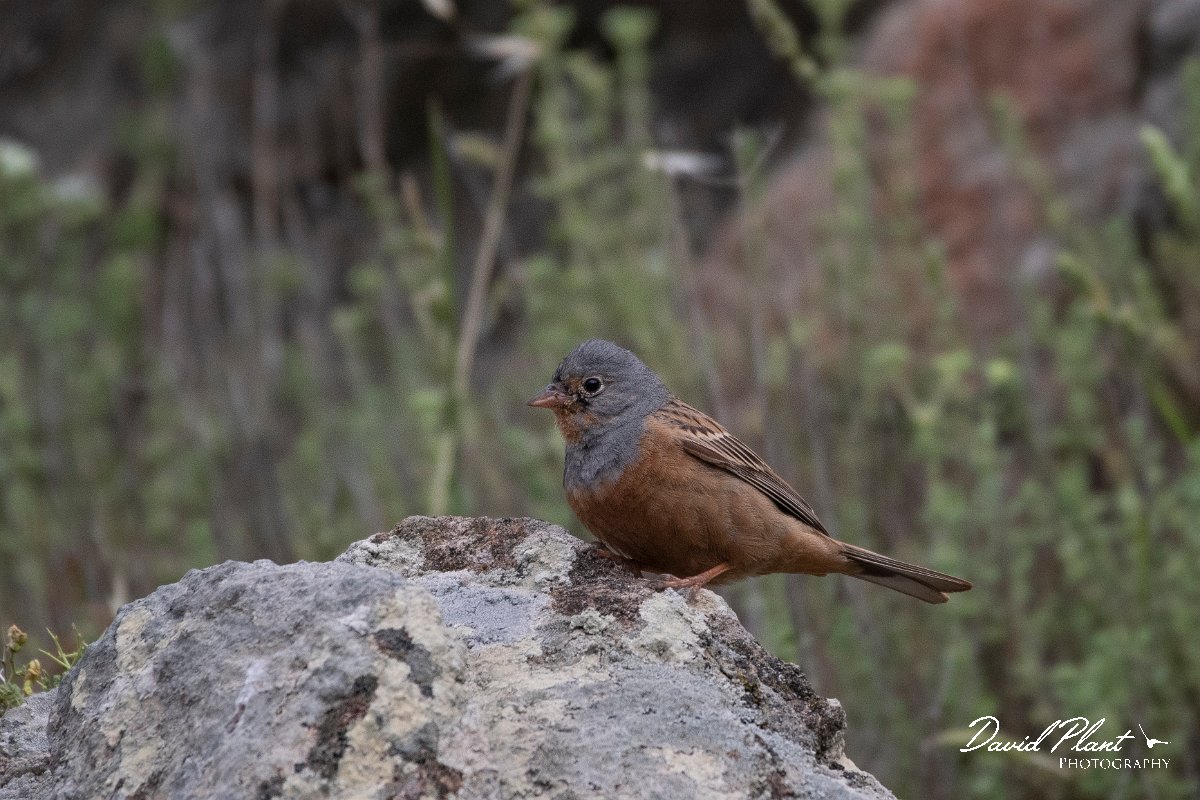 DPPhotography - Lesvos - Cretzchmar's bunting - C.jpg - Cretzchmar's bunting - Ipsilou Monastery, Lesvos