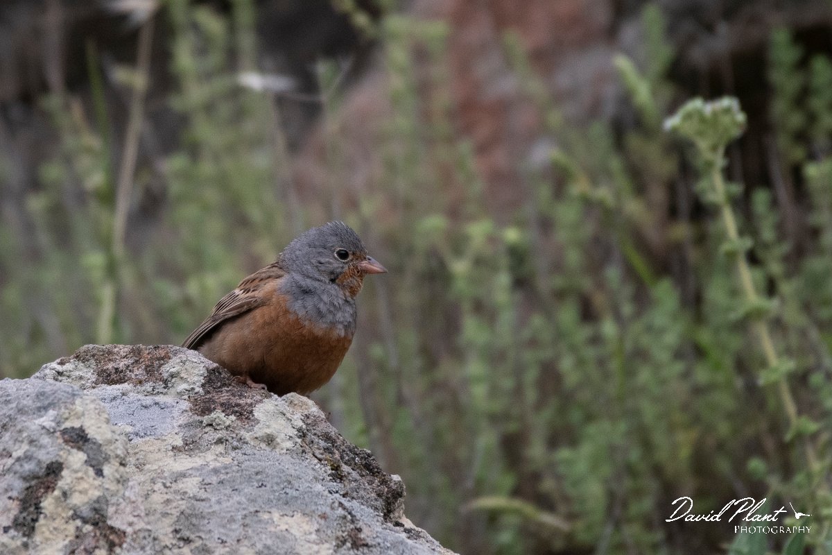 DPPhotography - Lesvos - Cretzchmar's bunting - D.jpg - Cretzchmar's bunting - Ipsilou Monastery, Lesvos