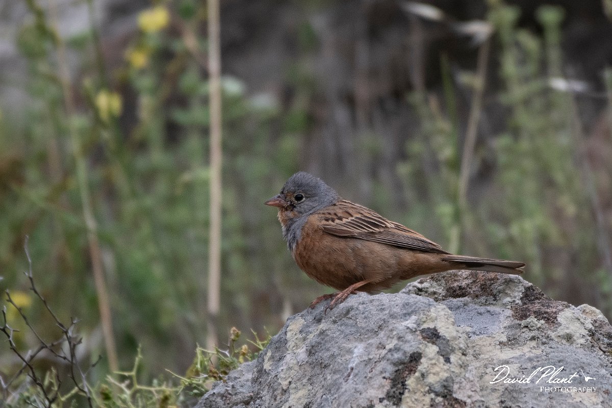 DPPhotography - Lesvos - Cretzchmar's bunting - E.jpg - Cretzchmar's bunting - Ipsilou Monastery, Lesvos