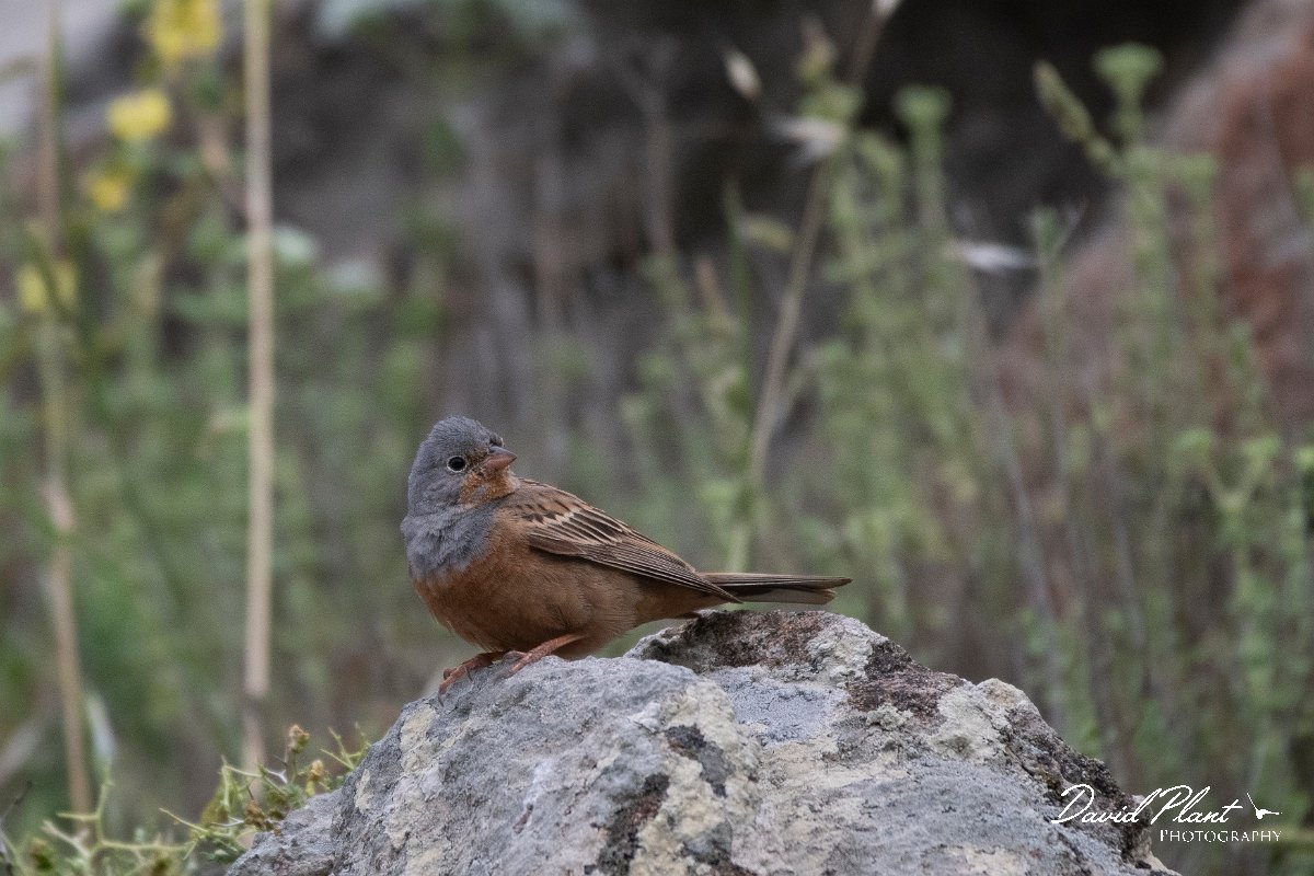 DPPhotography - Lesvos - Cretzchmar's bunting - F.jpg - Cretzchmar's bunting - Ipsilou Monastery, Lesvos