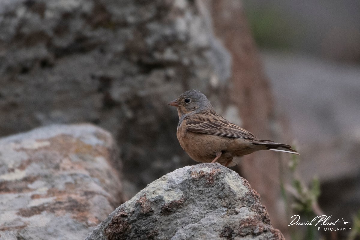 DPPhotography - Lesvos - Cretzchmar's bunting - I.jpg - Cretzchmar's bunting - Ipsilou Monastery, Lesvos