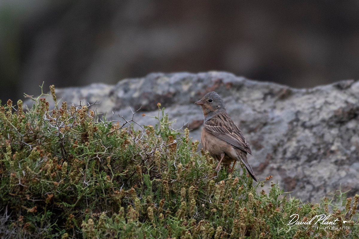 DPPhotography - Lesvos - Cretzchmar's bunting - J.jpg - Cretzchmar's bunting - Ipsilou Monastery, Lesvos