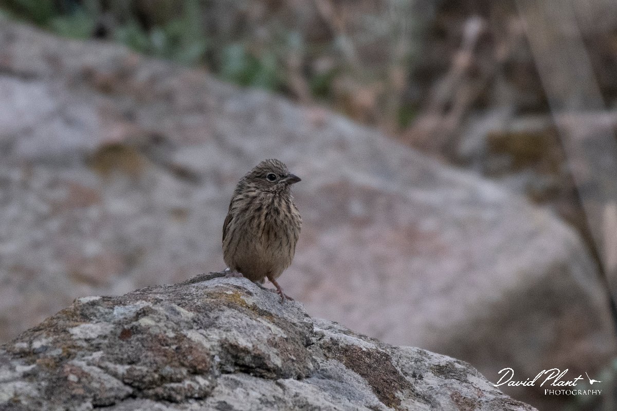 DPPhotography - Lesvos - Cretzchmar's bunting - K.jpg - Cretzchmar's bunting - Ipsilou Monastery, Lesvos