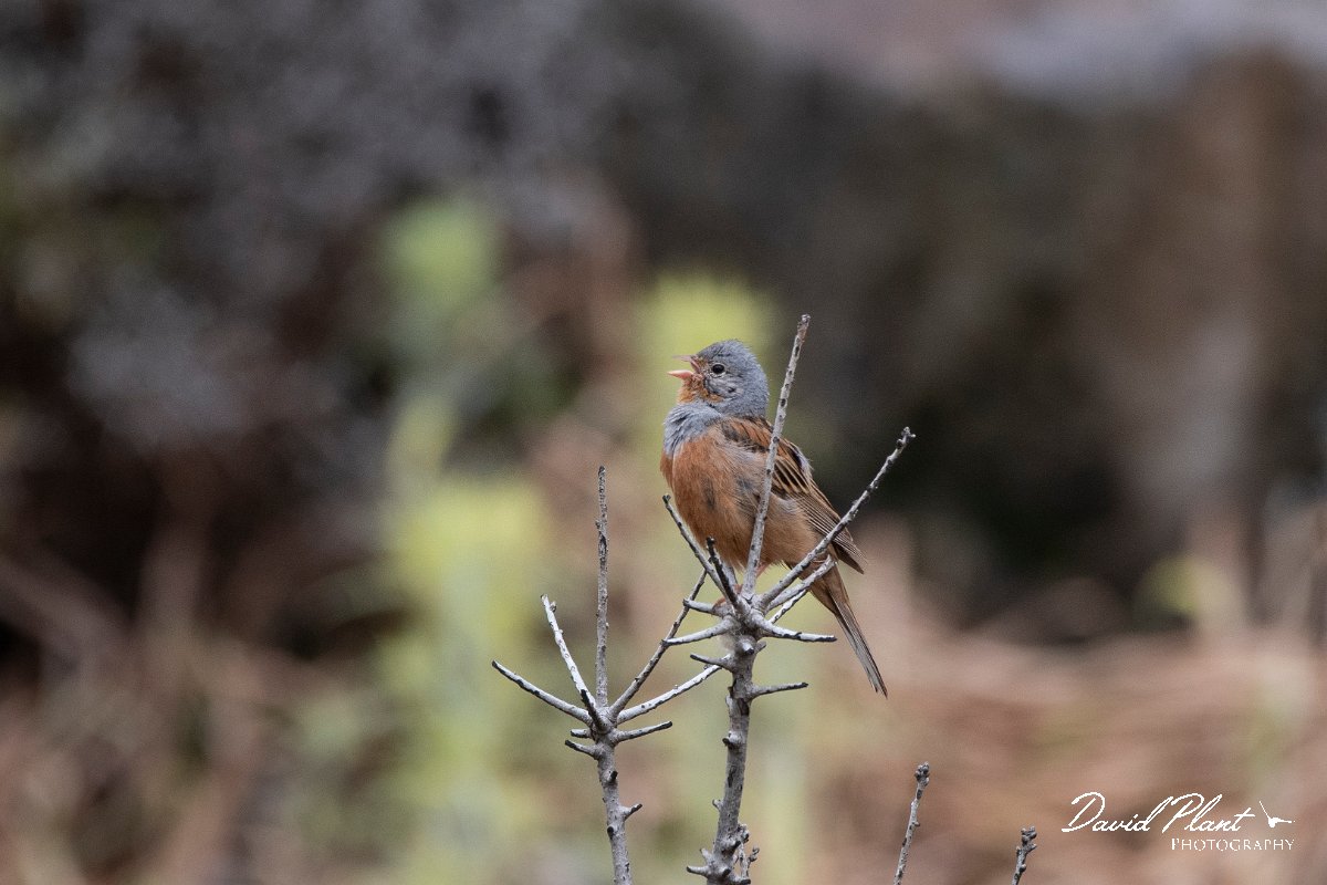 DPPhotography - Lesvos - Cretzchmar's bunting - M.jpg - Cretzchmar's bunting - Madaros, Lesvos