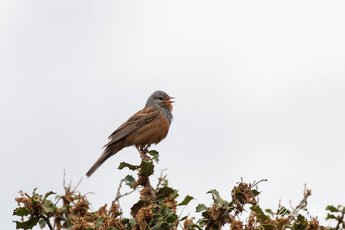DPPhotography - Lesvos - Cretzchmar's bunting - N.jpg - Cretzchmar's bunting - Madaros, Lesvos