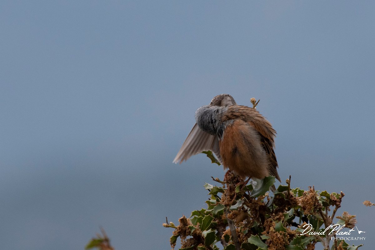 DPPhotography - Lesvos - Cretzchmar's bunting - O.jpg - Cretzchmar's bunting - Madaros, Lesvos