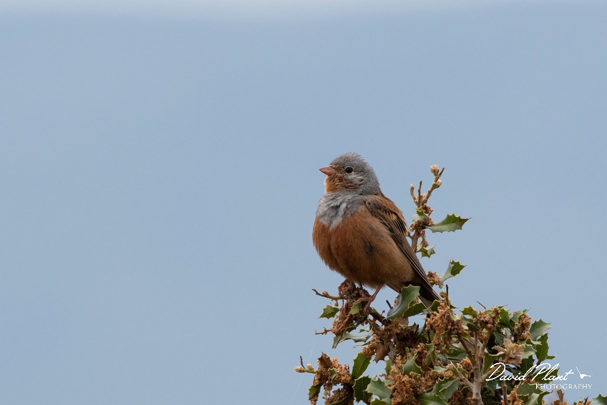 DPPhotography - Lesvos - Cretzchmar's bunting - P.jpg - Cretzchmar's bunting - Madaros, Lesvos