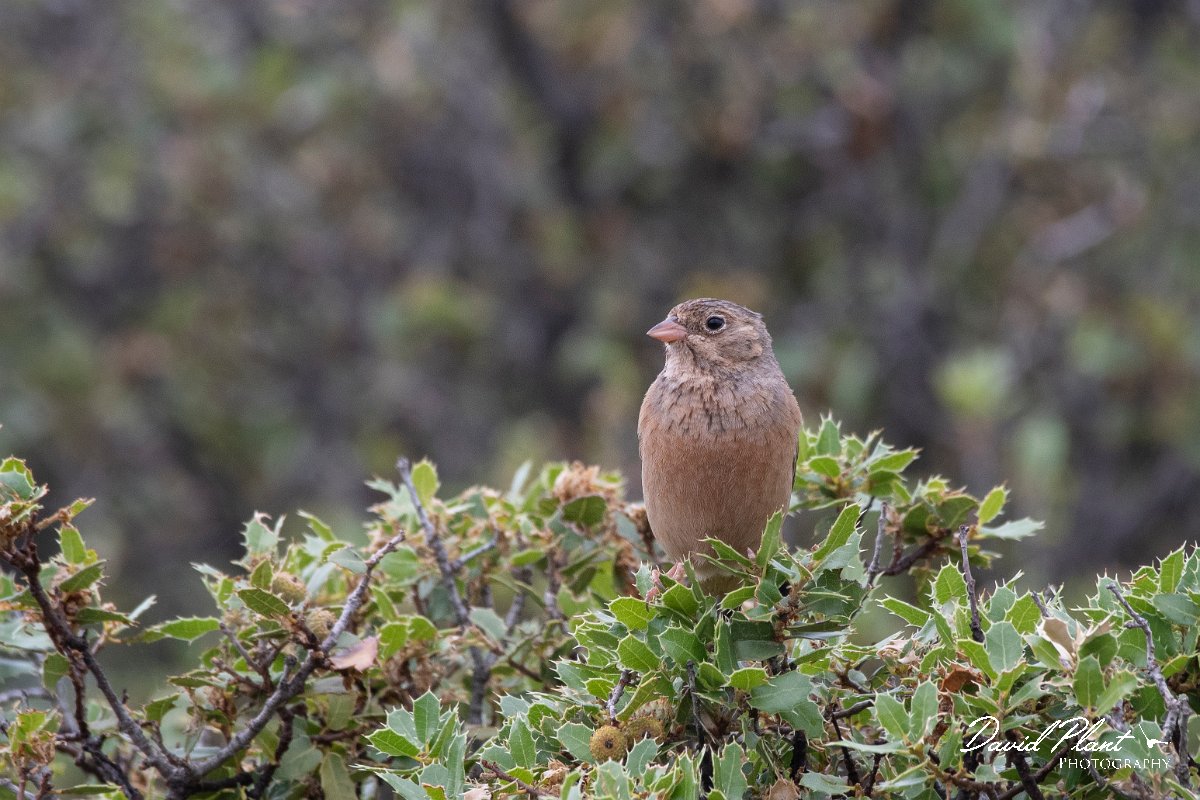 DPPhotography - Lesvos - Cretzchmar's bunting - R.jpg - Cretzchmar's bunting - Madaros, Lesvos