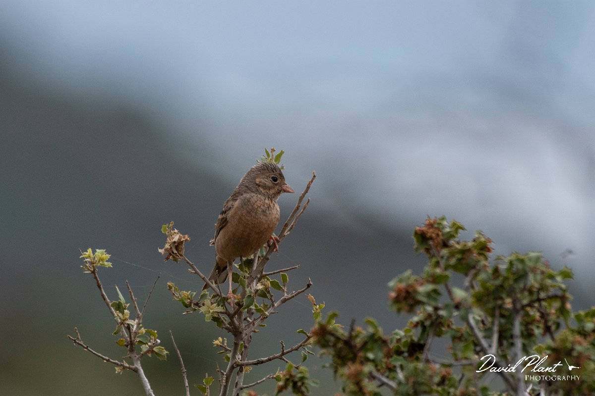 DPPhotography - Lesvos - Cretzchmar's bunting - S.jpg - Cretzchmar's bunting - Madaros, Lesvos