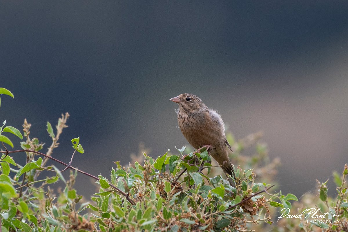 DPPhotography - Lesvos - Cretzchmar's bunting - U.jpg - Cretzchmar's bunting - Madaros, Lesvos