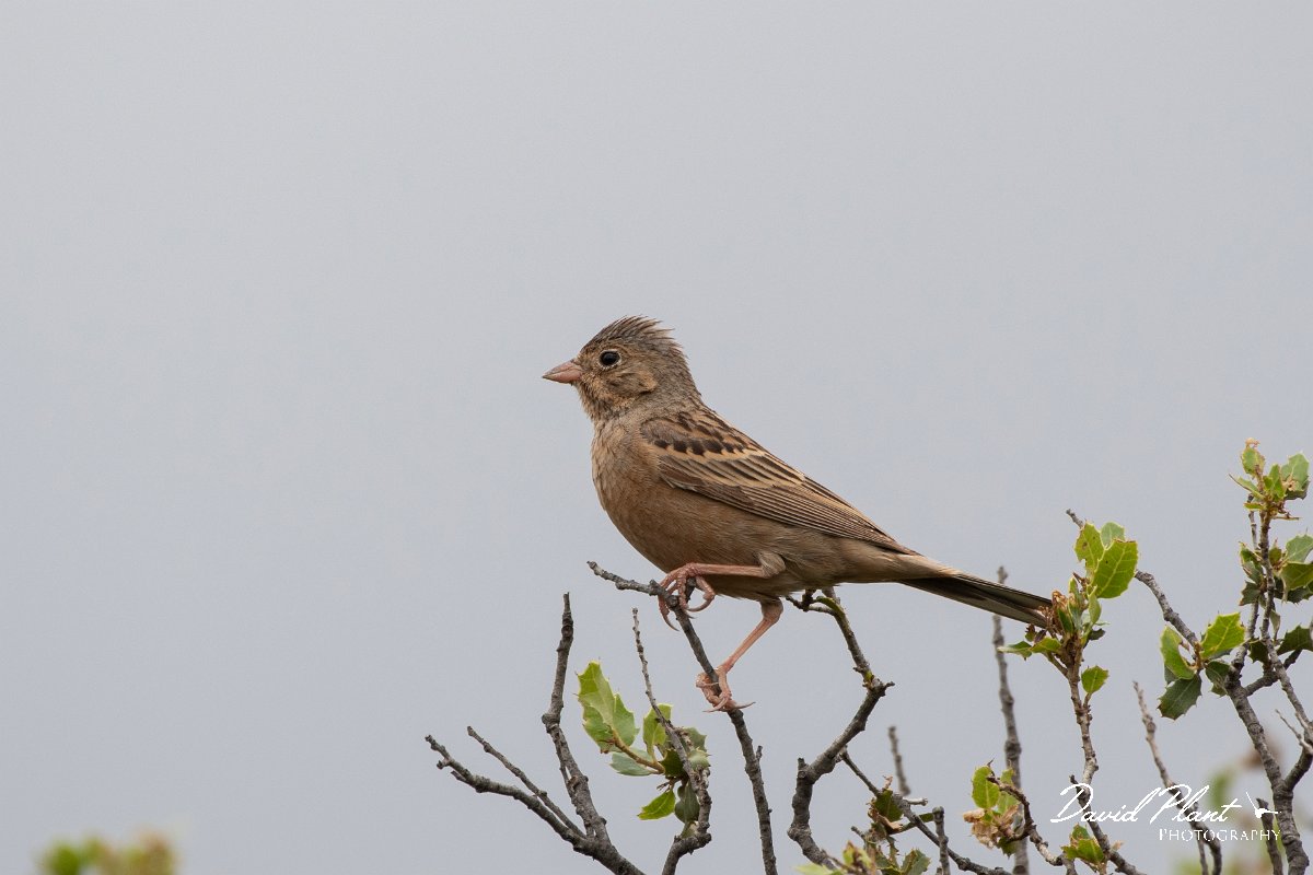 DPPhotography - Lesvos - Cretzchmar's bunting - W.jpg - Cretzchmar's bunting - Madaros, Lesvos