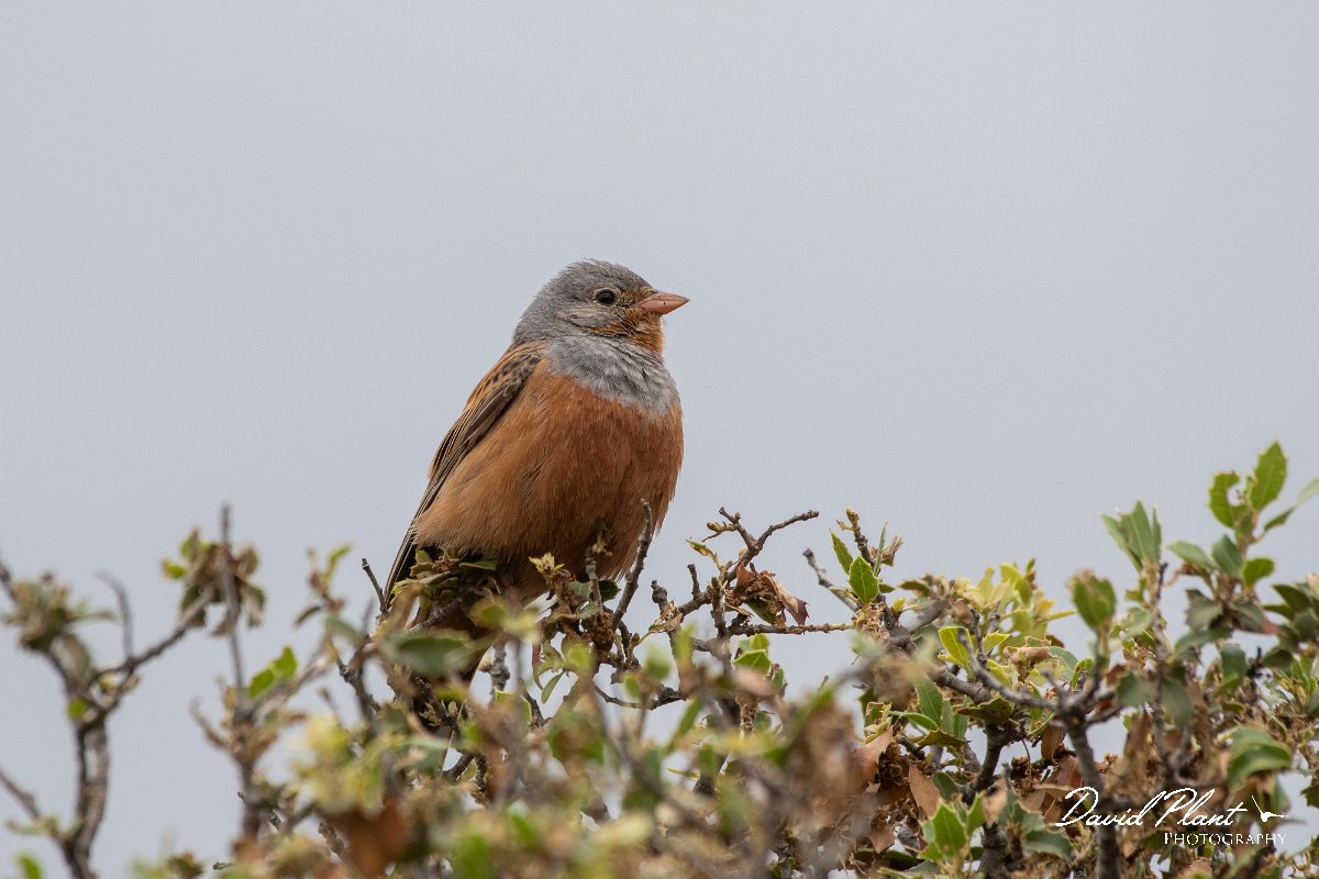 DPPhotography - Lesvos - Cretzchmar's bunting - X.jpg - Cretzchmar's bunting - Madaros, Lesvos