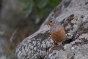 DPPhotography - Lesvos - Cretzchmar's bunting - A